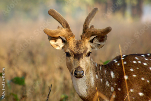 Portrait of a spotted deer, India photo