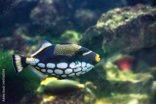 Clown Triggerfish swimming in aquarium. Clownfish or Balistoides conspicillum tropical fish, side view photo