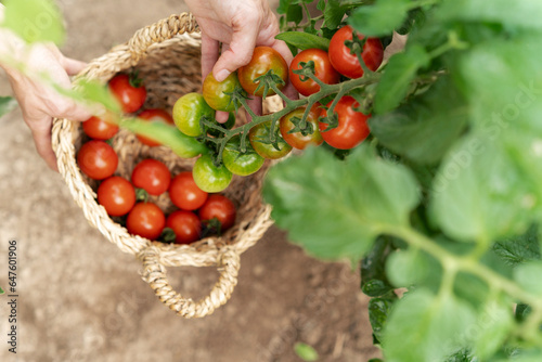 Overhead close-up view of a gardener picking fresh tomatoes in a vegetable garden photo