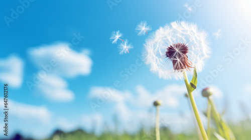 A close up of a dandelion with a blue sky