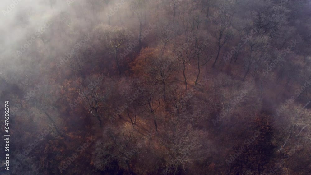 Aerial shot above a foggy forest with leafless trees lit by little sunlight in late autumn.