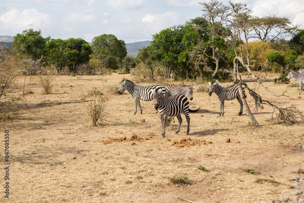 Fototapeta premium Safari through the wild world of the Maasai Mara National Park in Kenya. Here you can see antelope, zebra, elephant, lions, giraffes and many other African animals.