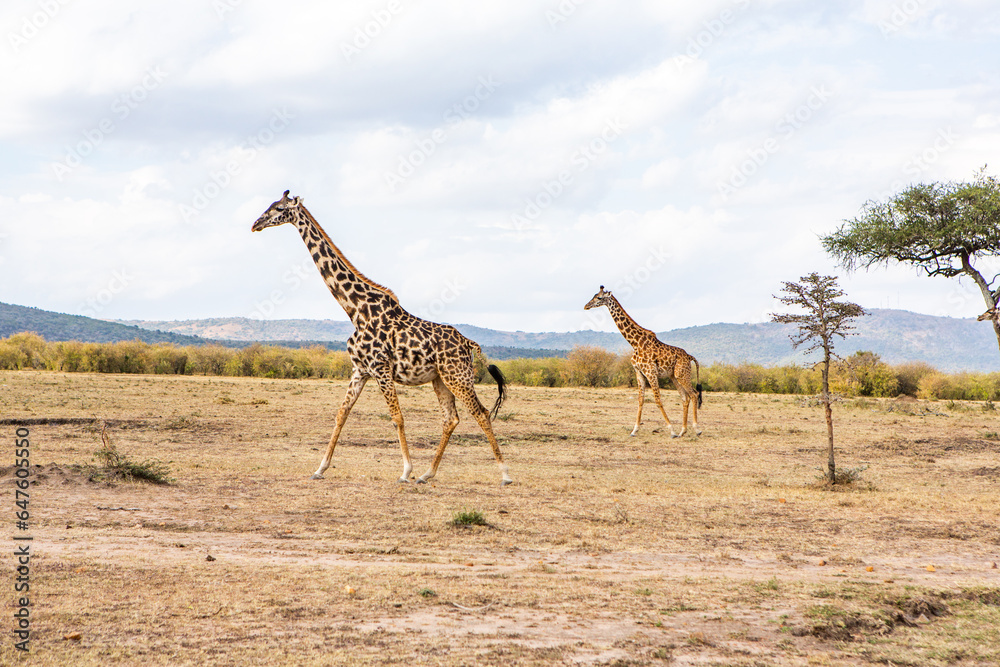 Obraz premium Safari through the wild world of the Maasai Mara National Park in Kenya. Here you can see antelope, zebra, elephant, lions, giraffes and many other African animals.