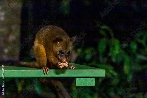 Common Brushtail Possum Eating Peanuts at a Feeding Station, Australia photo