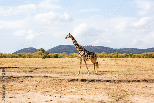 Safari through the wild world of the Maasai Mara National Park in Kenya. Here you can see antelope, zebra, elephant, lions, giraffes and many other African animals.