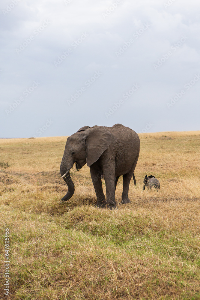 Safari through the wild world of the Maasai Mara National Park in Kenya. Here you can see antelope, zebra, elephant, lions, giraffes and many other African animals. Safari through the wild world of the Maasai Mara National Park in Kenya. Here you can see antelope, zebra, elephant, lions, giraffes and many other African animals.