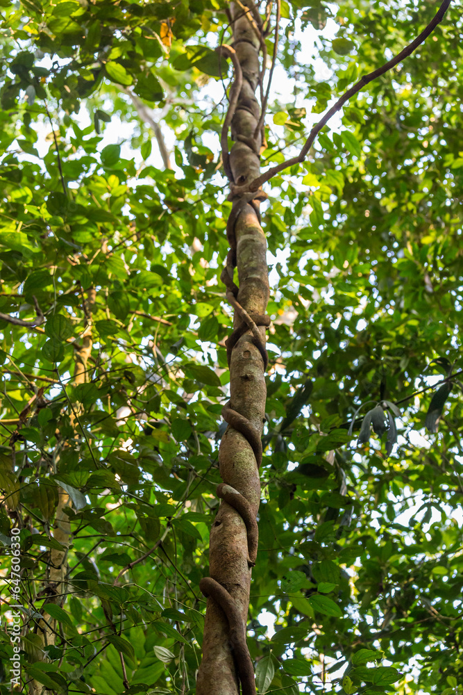 Fototapeta premium Close-Up of Strangler Fig Tree Embracing and Cutting in Tree Trunk in Rainforest, Queensland, Australia.