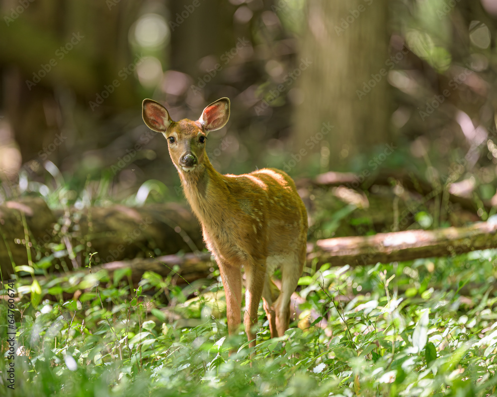 Fawn in the Woods