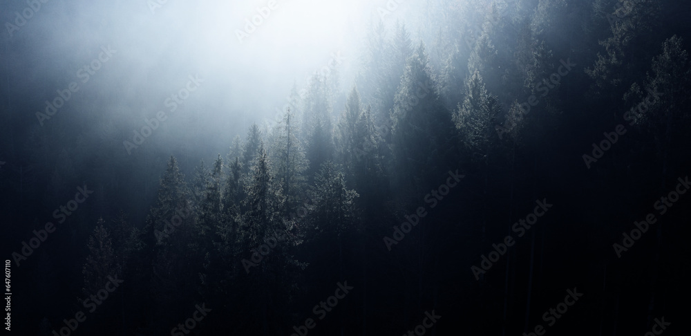 Silent Night in the Pines: Mountain Forest Awakens in Mist