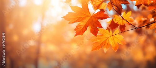 Lovely Fall Background with Fall Leaves and Plants, Blurred Effects, and a Minimal Orange Design.