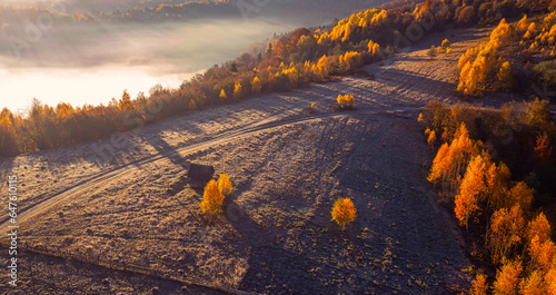 Embracing Nature's Beauty: Sunrise Over the Misty Mountain Woods with Golden Trees