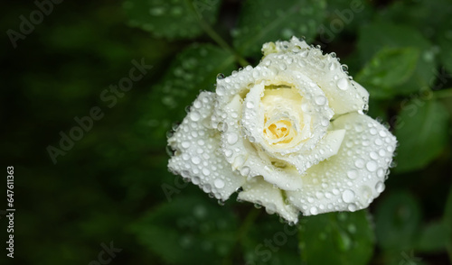 white roses in raindrops in the garden