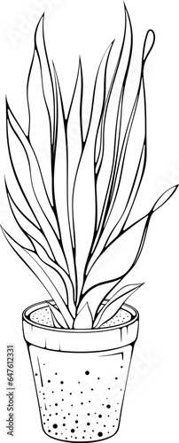 House Snake plant with long leaves in a pot. Vector illustrations in hand drawn sketch doodle style isolated on white. Plant for the office interior, house plant. Dracaena Sansevieria in a planter