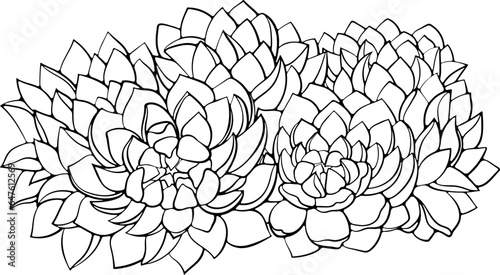 Succulent plants flowers Echeveria. Vector illustrations in hand drawn sketch doodle style isolated on white. Exotic desert plants cactus