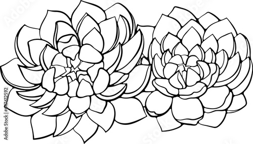 Two succulent plants flowers Echeveria. Vector illustrations in hand drawn sketch doodle style isolated on white. Exotic house plants cacti