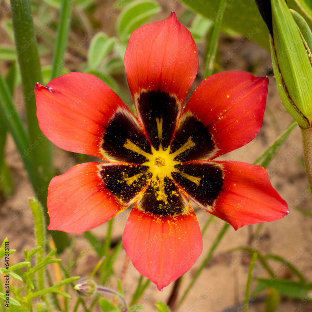 Delicate red, black and yellow wild flower. Delicate red, black and yellow wild flower.