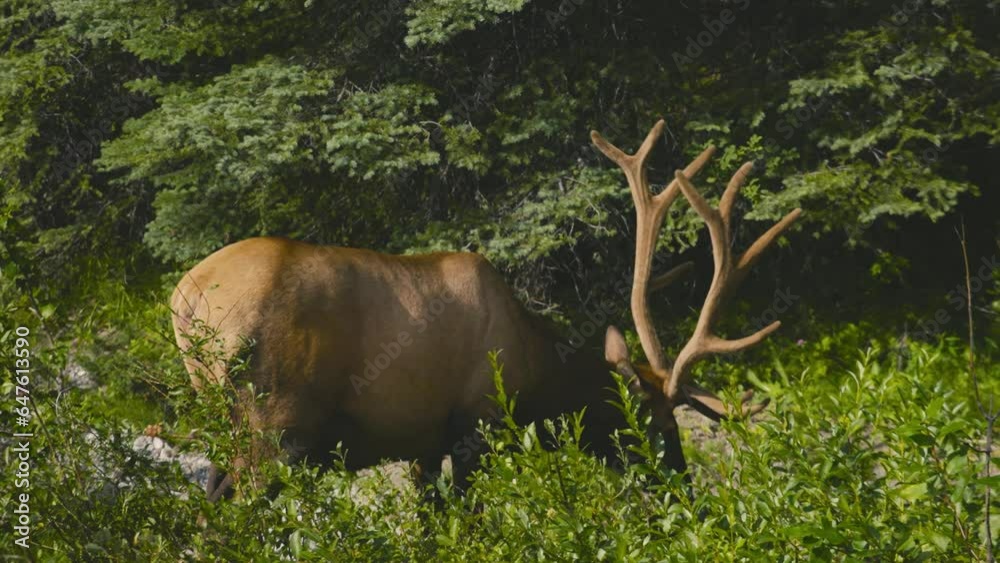 A lonely male deer are grazing in the woods of Jasper National Park, in the country of Canada A lonely male deer are grazing in the woods of Jasper National Park, in the country of Canada