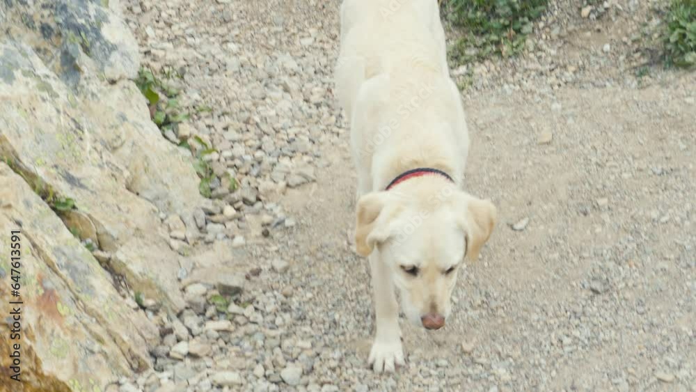 A white dog in Jasper National Park in Canada A white dog in Jasper National Park in Canada
