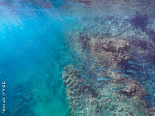 美しいボラ（ボラ科）の群れ。  日本国静岡県伊豆半島賀茂郡南伊豆町中木から渡し船で渡るヒリゾ浜にて。 2023年9月9日水中撮影。  © d3_plus