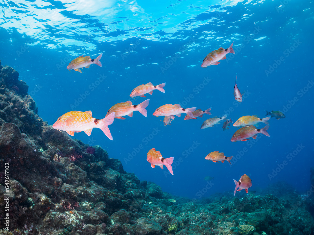 Fototapeta premium 美しい逆光のホウライヒメジ（ヒメジ科）、チョウチョウウオ（チョウチョウウオ科）他の群れ。日本国静岡県伊豆半島賀茂郡南伊豆町中木から渡し船で渡るヒリゾ浜にて。 2023年9月10日水中撮影。 