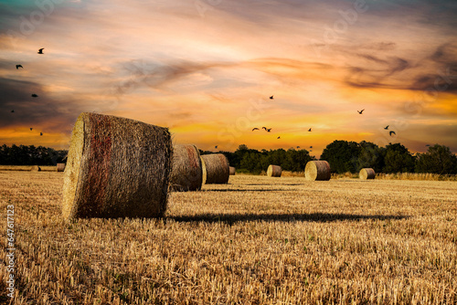 Agriculture  sunset over wheat field with straw bales