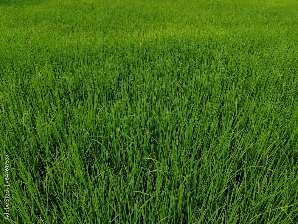 close up of green grass for background and texture. fresh leaves.