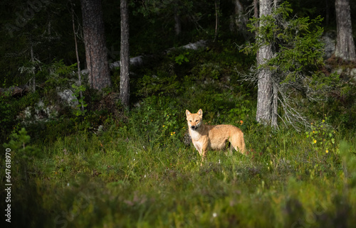 Female Wolf coming out of the forest and into the sunlight ! Finland, Kuhmo