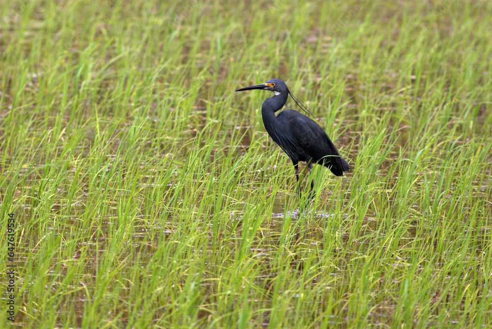 Aigrette dimorphe,.Egretta dimorpha, Dimorphic Egret Aigrette dimorphe,.Egretta dimorpha, Dimorphic Egret
