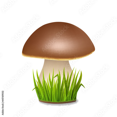 Vector realistic mushroom Boletus edulis or porcini, with grass.