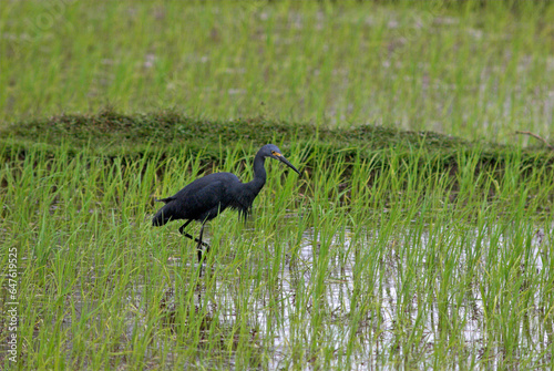 Aigrette dimorphe .Egretta dimorpha  Dimorphic Egret