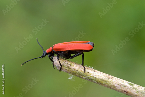 Pyrochre écarlate, Pyrochroa coccinea