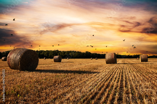 Agriculture, sunset over wheat field with straw bales photo