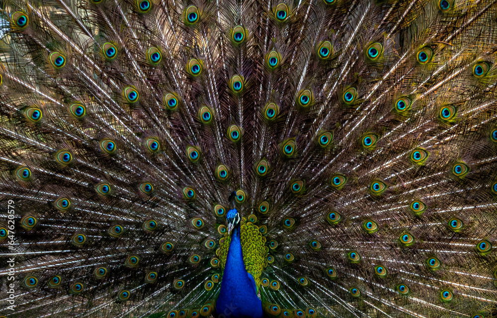 Naklejka premium peacock with feathers