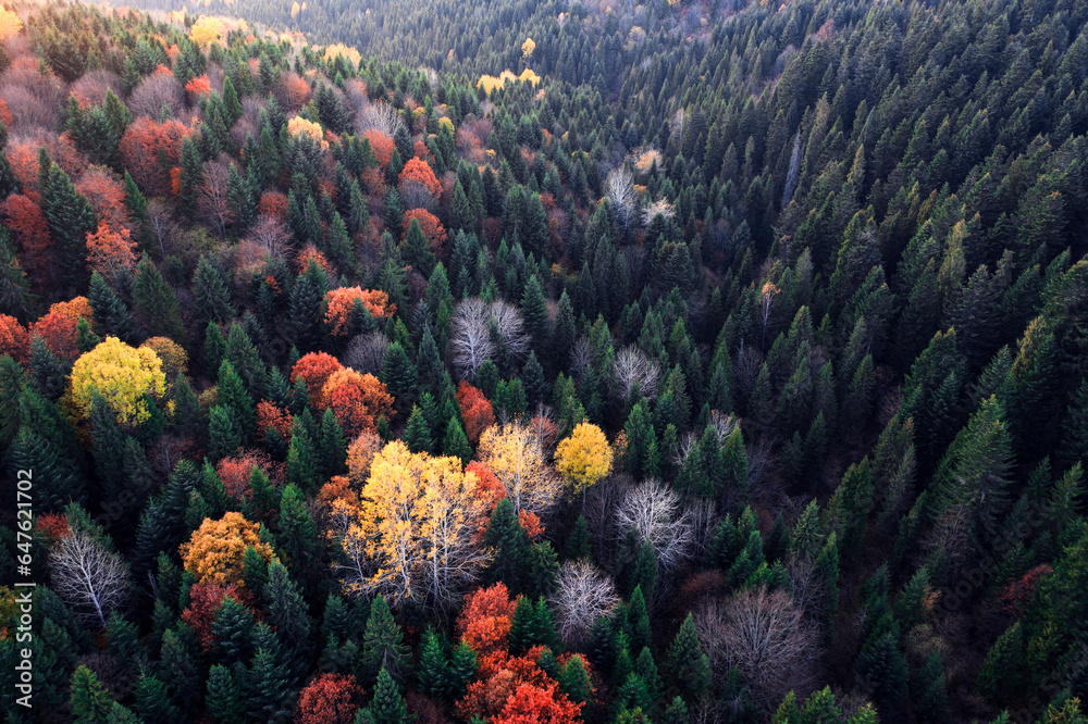 Fototapeta premium Aerial Symphony of Autumn: Vibrant Trees in the Mountain Woods