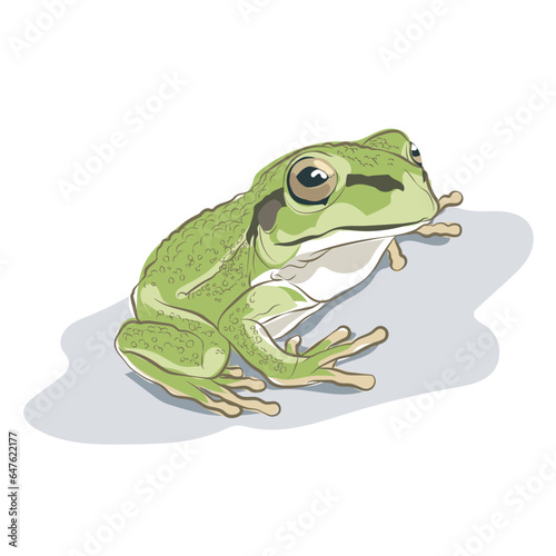 A cute green frog sitting relaxing on the floor