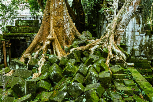 The ruins of Beng Mealea or Boeng Meale temple are to be found about 40km from Angkor.  Largely untouched it is an oasis of calm.  Tree roots cover the stones. photo