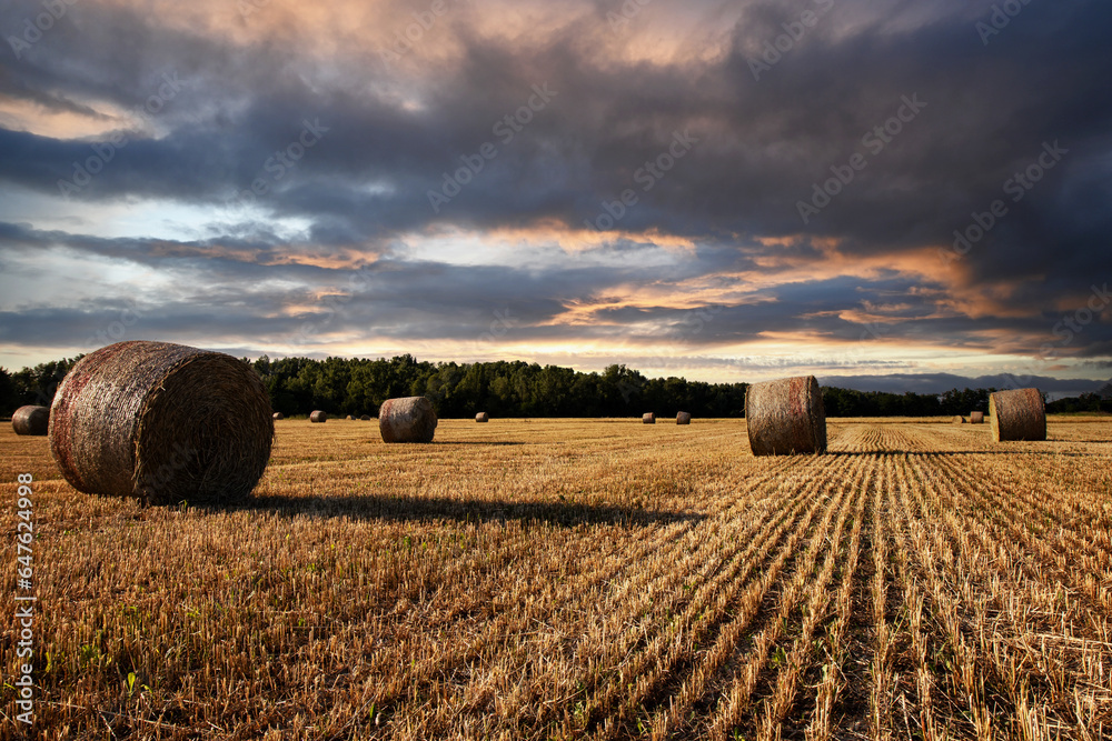Agriculture, sunset over wheat field with straw bales