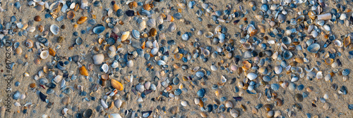 Beach background pattern with hundreds of colorful sea shells lying on the sand at low tide. Mussels, fragments of shells in grey, white, orange, brown, blue. Natural reserve “Wattenmeer“ Germany photo