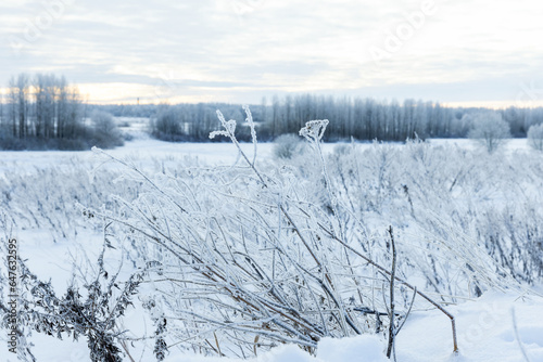 Rural winter landscape with frozen herbs