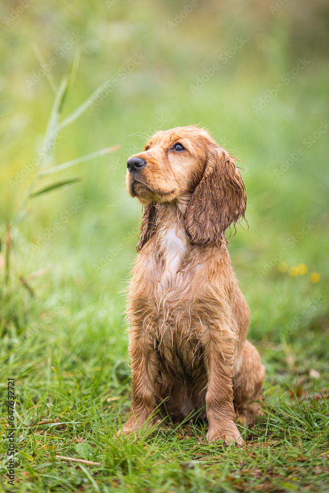 English cocker spaniel puppy looking up English cocker spaniel puppy looking up