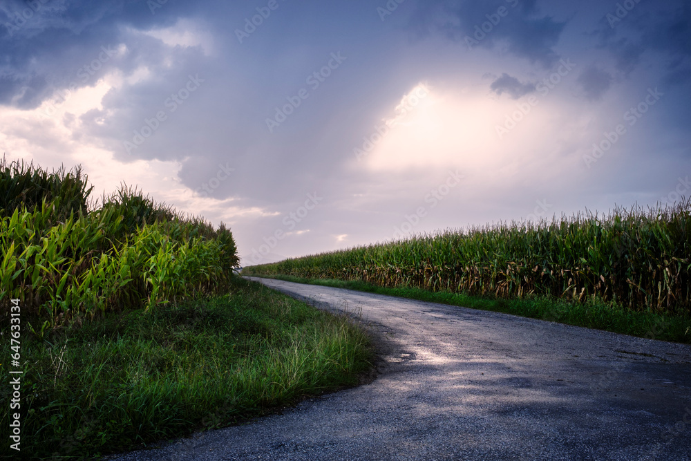 Landscape of a lonely road between cornfields after a storm.