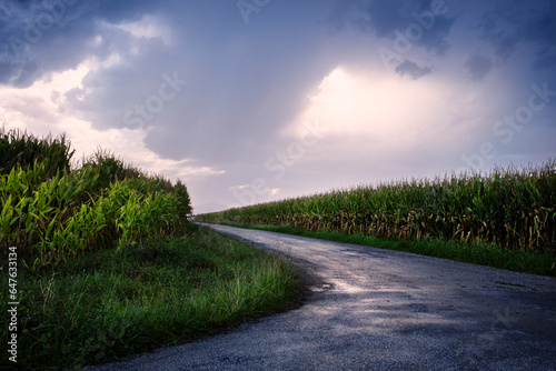 Landscape of a lonely road between cornfields after a storm.