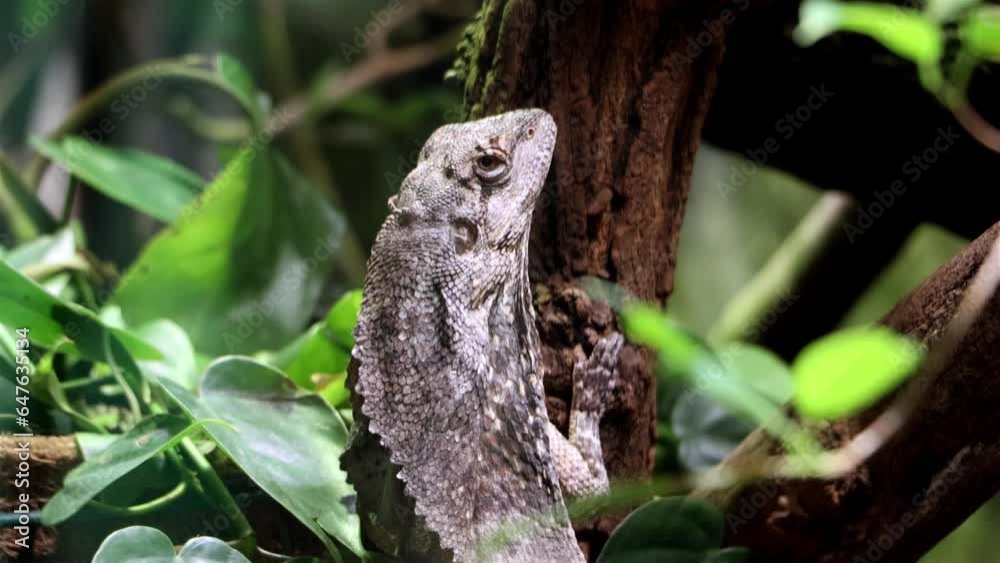 The frilled lizard - Chlamydosaurus kingii), frillneck lizard, frill-necked lizard or frilled dragon The frilled lizard - Chlamydosaurus kingii), frillneck lizard, frill-necked lizard or frilled dragon