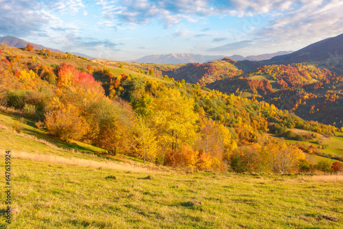 carpathian rural landscape in autumn. colorful scenery with trees in fall foliage on the hills and meadows in evening light. mountain ridge in the distance beneath a gorgeous sky with fluffy clouds