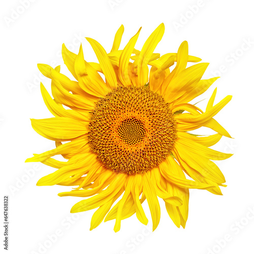 Bright yellow sunflower studio shot isolated on transparent background. Healthy food, bio organic seeds cooking oil, skincare, beauty, cosmetic industry and balanced nutrition diet advertising design