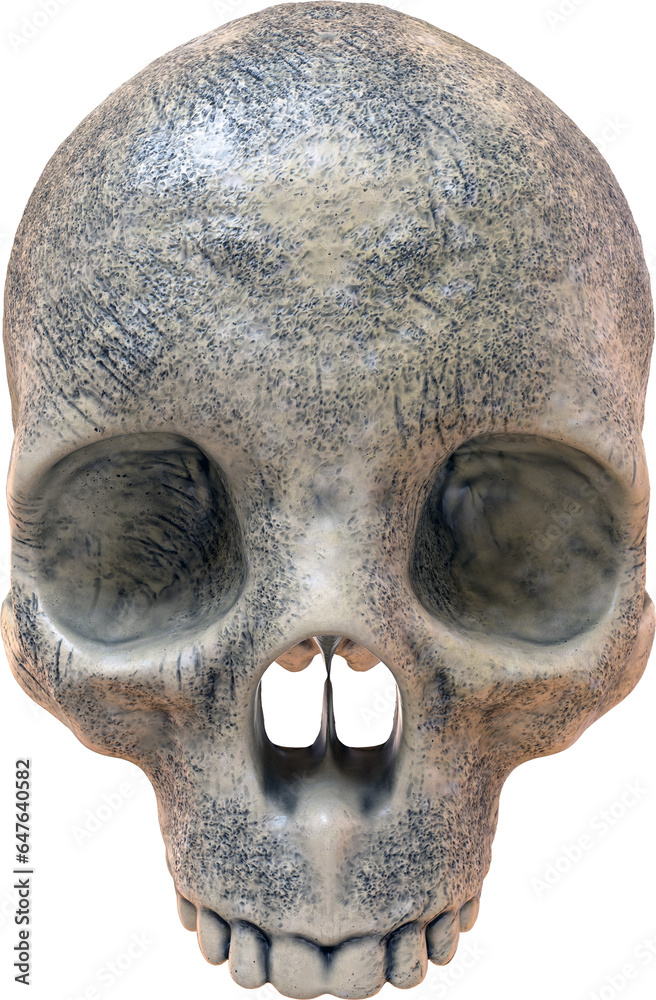 Naklejka premium Skull Isolated on a Transparent Background