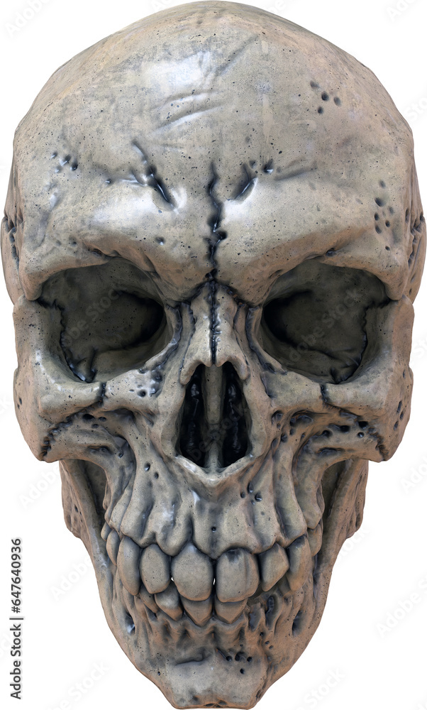 Skull Isolated on a Transparent Background Skull Isolated on a Transparent Background