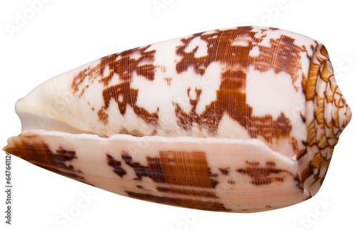 sea shell isolated on white