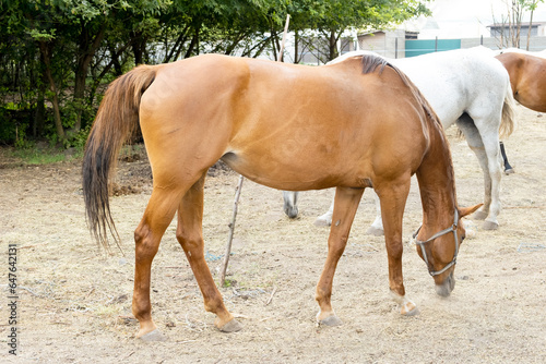 Light brown horse with head down while eating grass. Brown horse seen from the side.