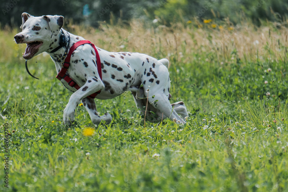 dalmatian dog run in the grass